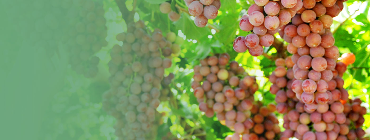 葡萄酒产业